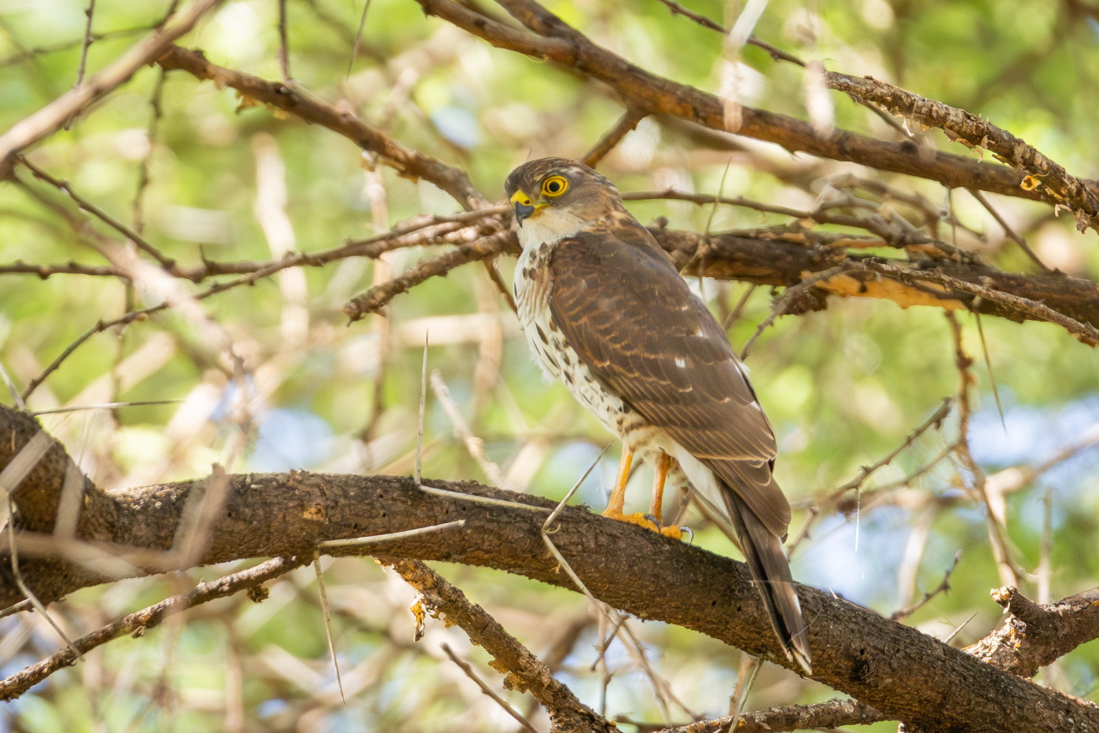 image Little Sparrowhawk